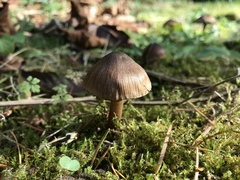 Inocybe assimilata