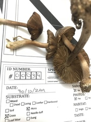 Inocybe assimilata