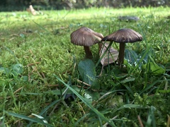 Inocybe assimilata