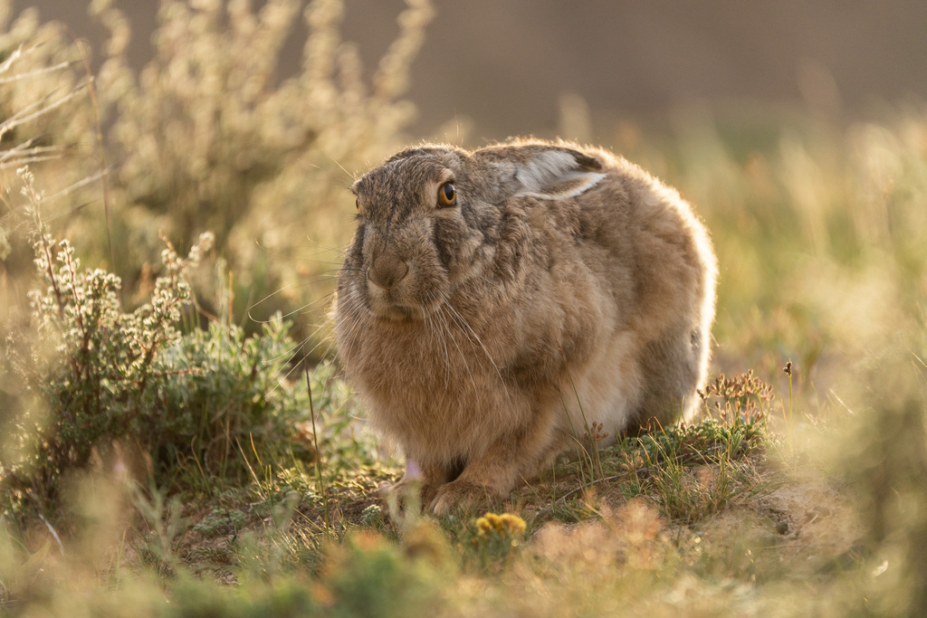 Woolly Hare