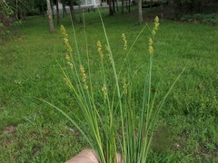 Carex conjuncta