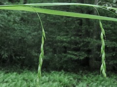 Carex debilis debilis