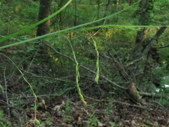 Carex debilis debilis