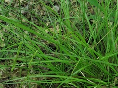 Carex debilis debilis