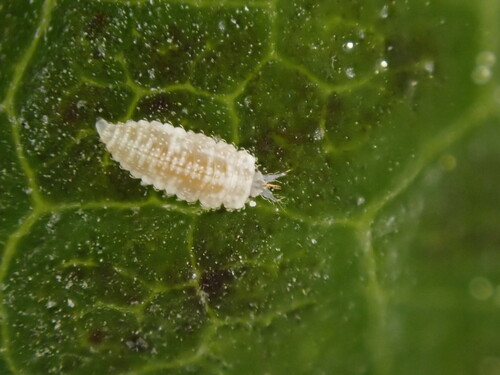Heteroconis ornata photo 4