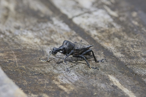 Gymnopholus observed 2025-07-09
