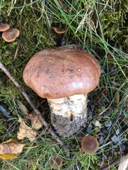 Cortinarius flavescentipes