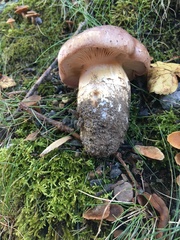 Cortinarius flavescentipes