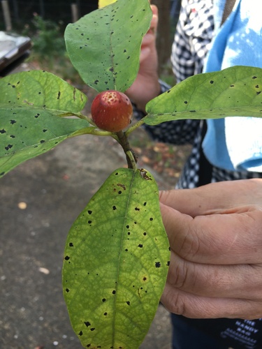 Ficus erecta iNat (1)