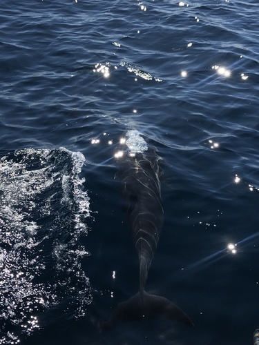 Short-beaked common dolphin