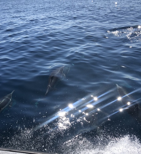 Short-beaked common dolphin