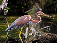 Tricolored Heron photo 4