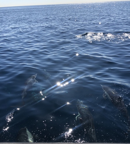 Short-beaked common dolphin
