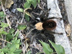 Brachypelma albiceps