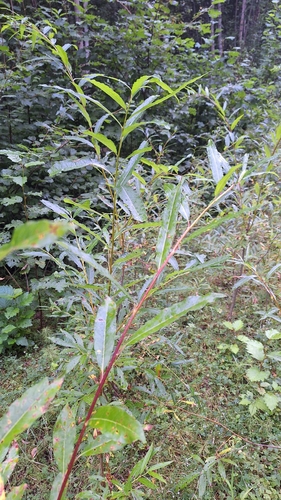 Salix udensis (Salix udensis)
