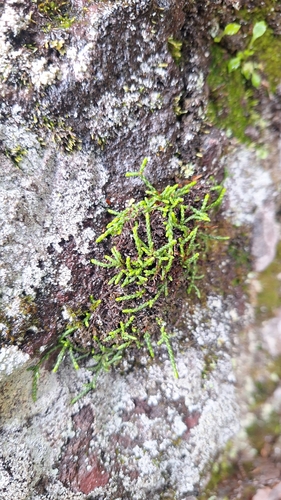 Cassiope lycopodioides, photograph 4