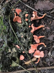 Cantharellus coccolobae