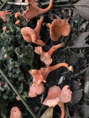 Cantharellus coccolobae
