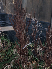 Rumex crispus crispus