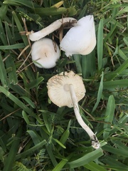 Zhuliangomyces subillinitus