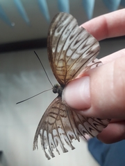 Tanaecia munda
