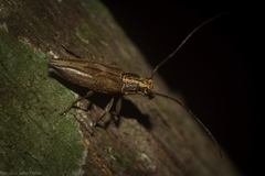 Temnosternus planiusculus