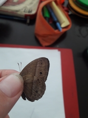 Mycalesis orseis