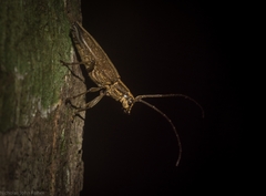 Temnosternus planiusculus