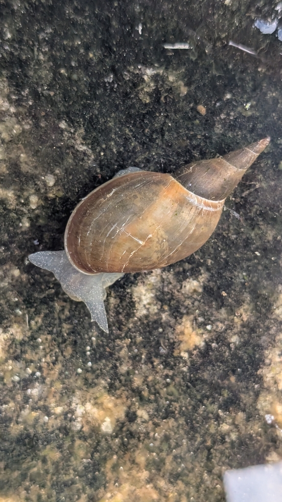 Lymnaea jugularis