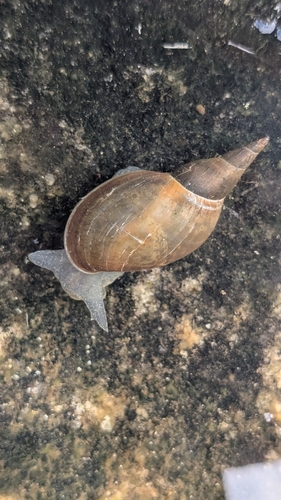 Lymnaea jugularis