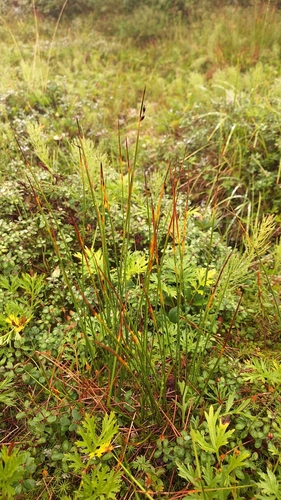 Juncus beringensis iNat (3)