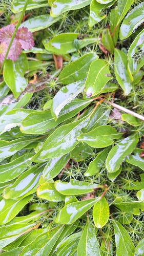 Wedgeleaf Willow (Salix sphenophylla)