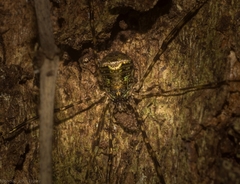 Neopantopsalis pentheter