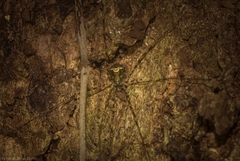 Neopantopsalis pentheter