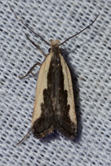 Dichomeris setosella