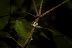 Actephila mooreana