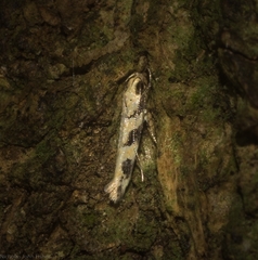 Limnaecia platychlora