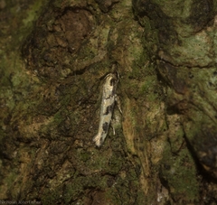 Limnaecia platychlora