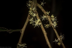 Actephila mooreana