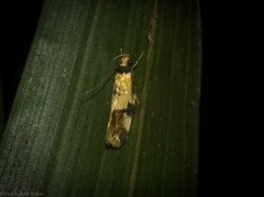 Compsotropha flavitincta