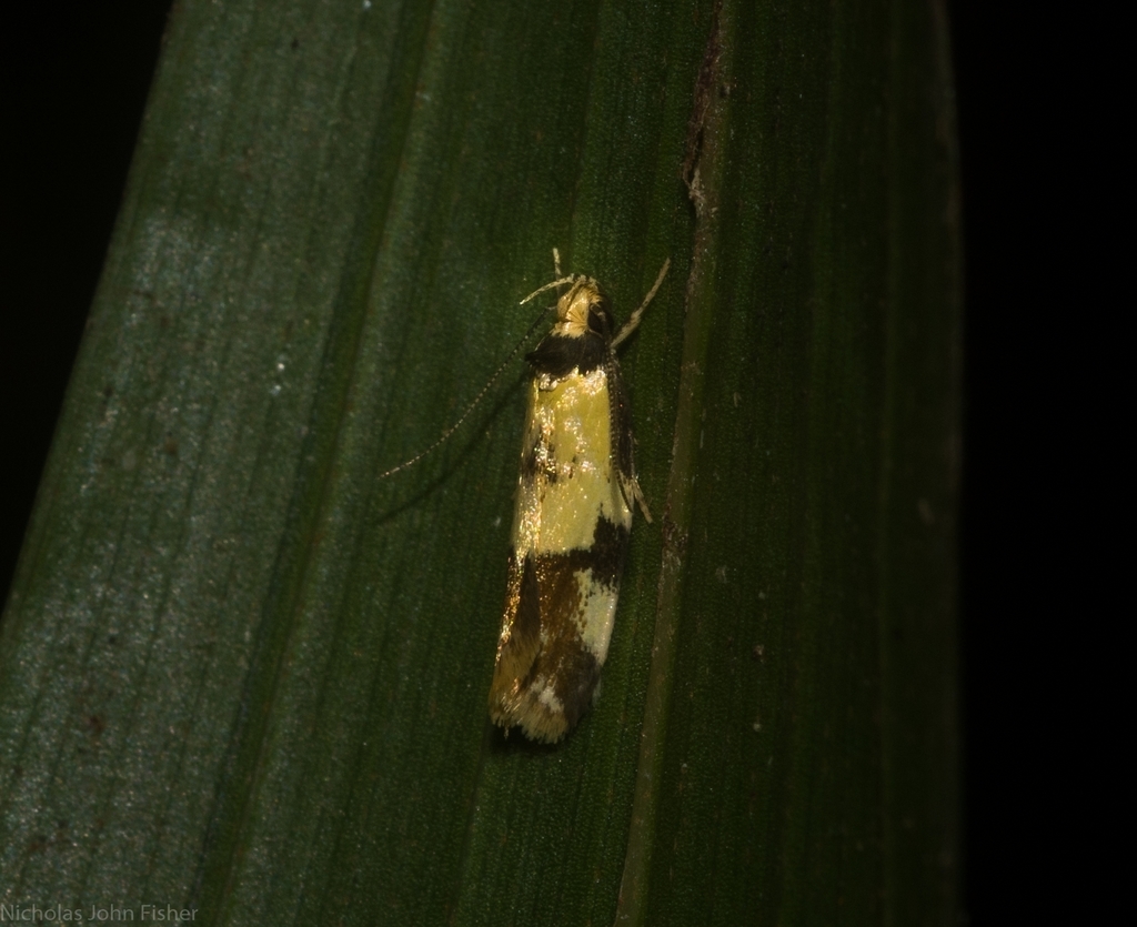 Compsotropha flavitincta