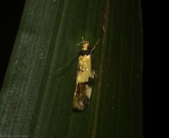 Compsotropha flavitincta