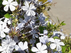 Plumbago auriculata
