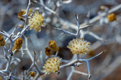 Acanthocladium dockeri