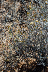 Acanthocladium dockeri