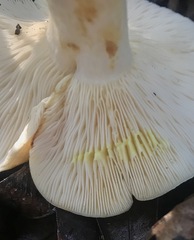 Lactarius yazooensis