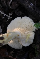 Lactarius yazooensis