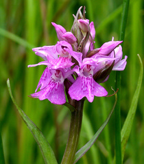 Dactylorhiza traunsteinerioides