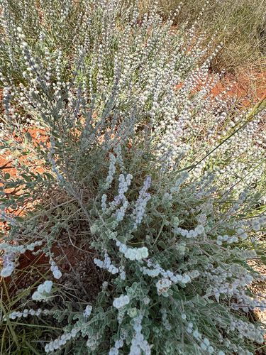Lambs Tail (Newcastelia cladotricha)