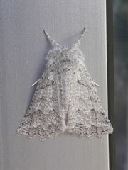 Declana niveata